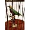 Antique bird cage automata