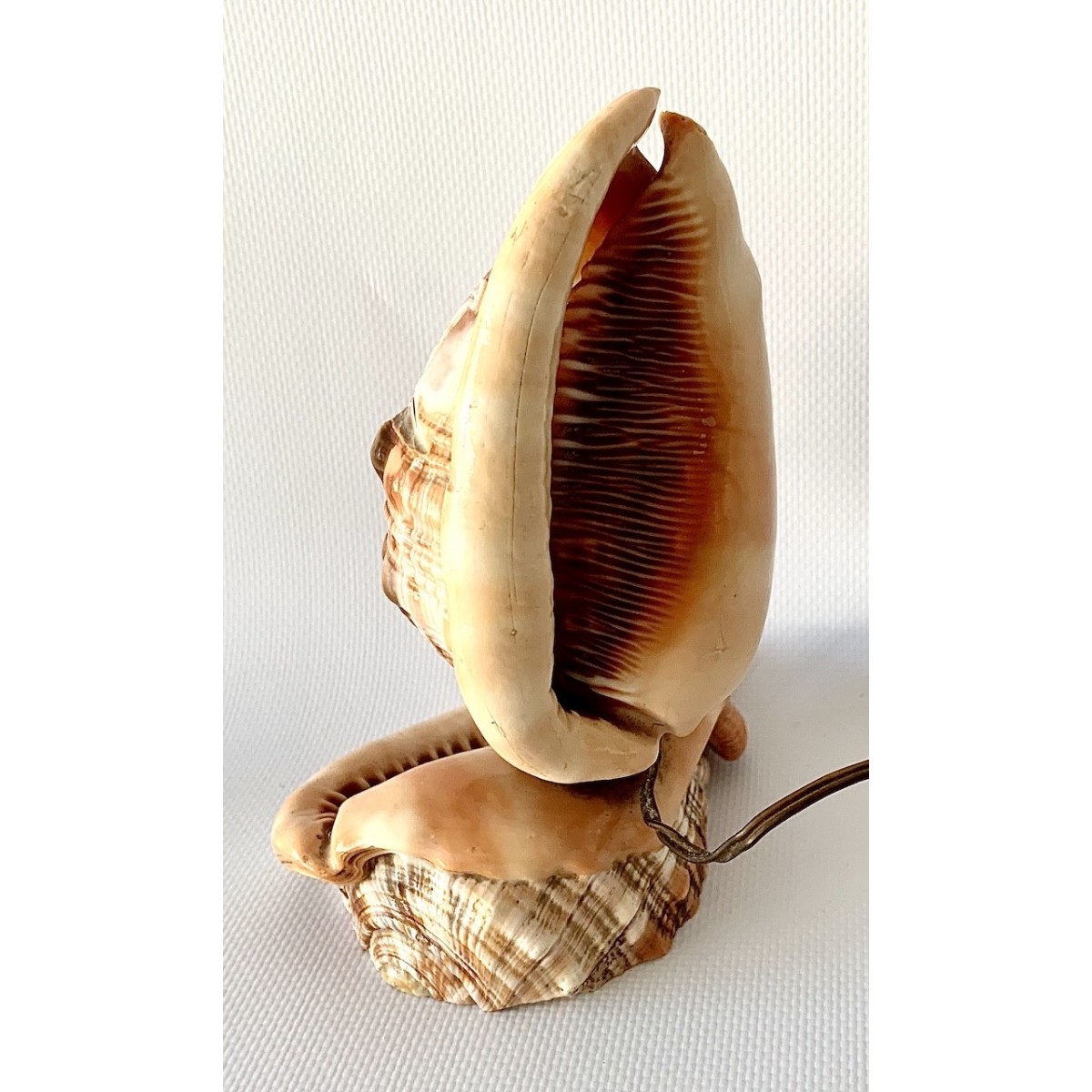 Lampara de mesa de conchas talladas 