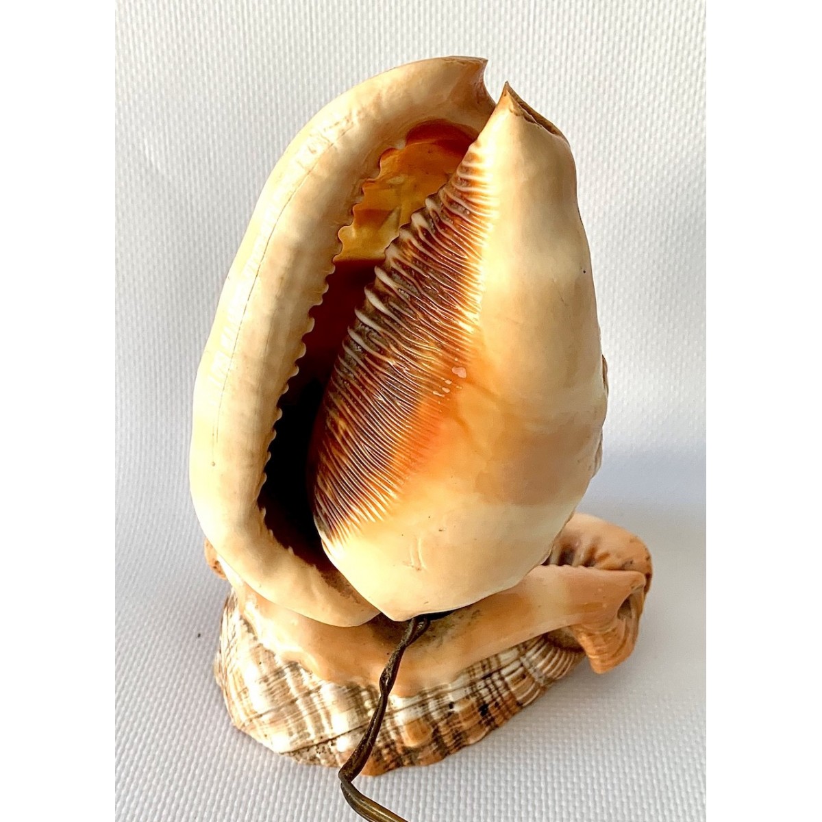 Lampara de mesa de conchas talladas 